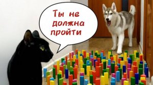 Хаски против кошек в игре «Домино с препятствиями»