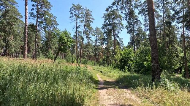 Велопрогулка по лесу