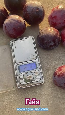 Гайя (12 июля) вес плодов Кубань 2025