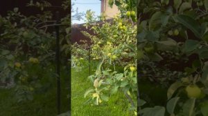 Небольшой обзор моего участка)