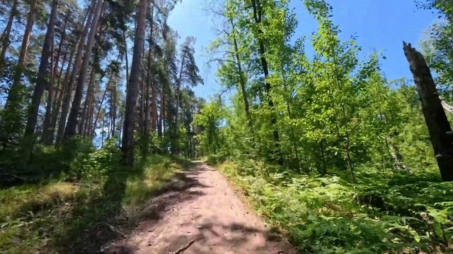 Велопрогулка по лесу