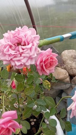 Роза Кордана 🌹🌹🌹🌹🌹🌹