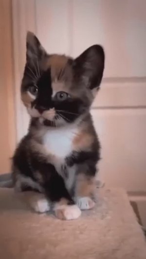 Милый котенок