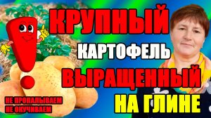 Выращиваю КРУПНЫЙ КАРТОФЕЛЬ на глине. Новые сорта.