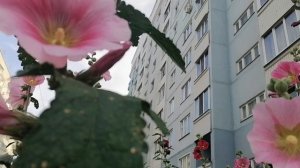 Плантация мальвы у дома