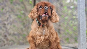 Кинг чарльз спаниель на системе препятствий