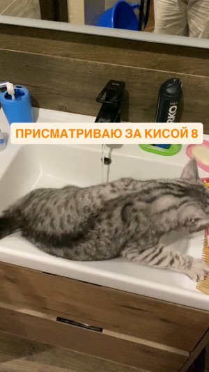 Присматриваю за кисой 8