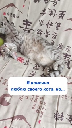 тяжко бывает с кошаками