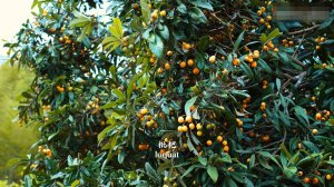 Бабушка из Минху - Собери корзину золотистых плодов мушмулы, сделай из них пирожные, консервы и джем