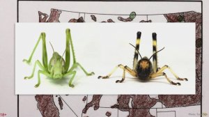 Великое нашествие североамериканской саранчи