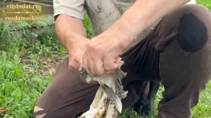 Тест финки-043 в качестве хозяйственного ножа