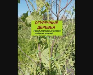 ОГУРЕЧНЫЕ ДЕРЕВЬЯ... Результативный способ подвязки плетей...
