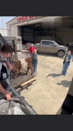 Коровку по имени София, которой посчастливилось полетать на частном борту самолёта, обсуждают в Сети
