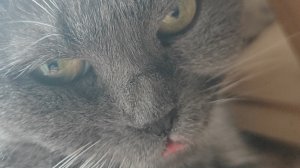 пов: оса залетела в класс