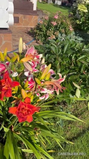 Гортензия Вимс Рэд и лилии. #цветы #дача  #сад #цветыдлядома #garden #садоводство  #розы #обзордачи