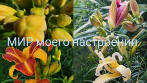 27.07.25 Дача.Опять про Гладиолусы.Зацветают Лилейники.