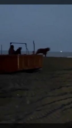 «Я же просил больше трёх не собираться, б***ь!» 
На Камчатке мужчина прогнал медведей с пляжа