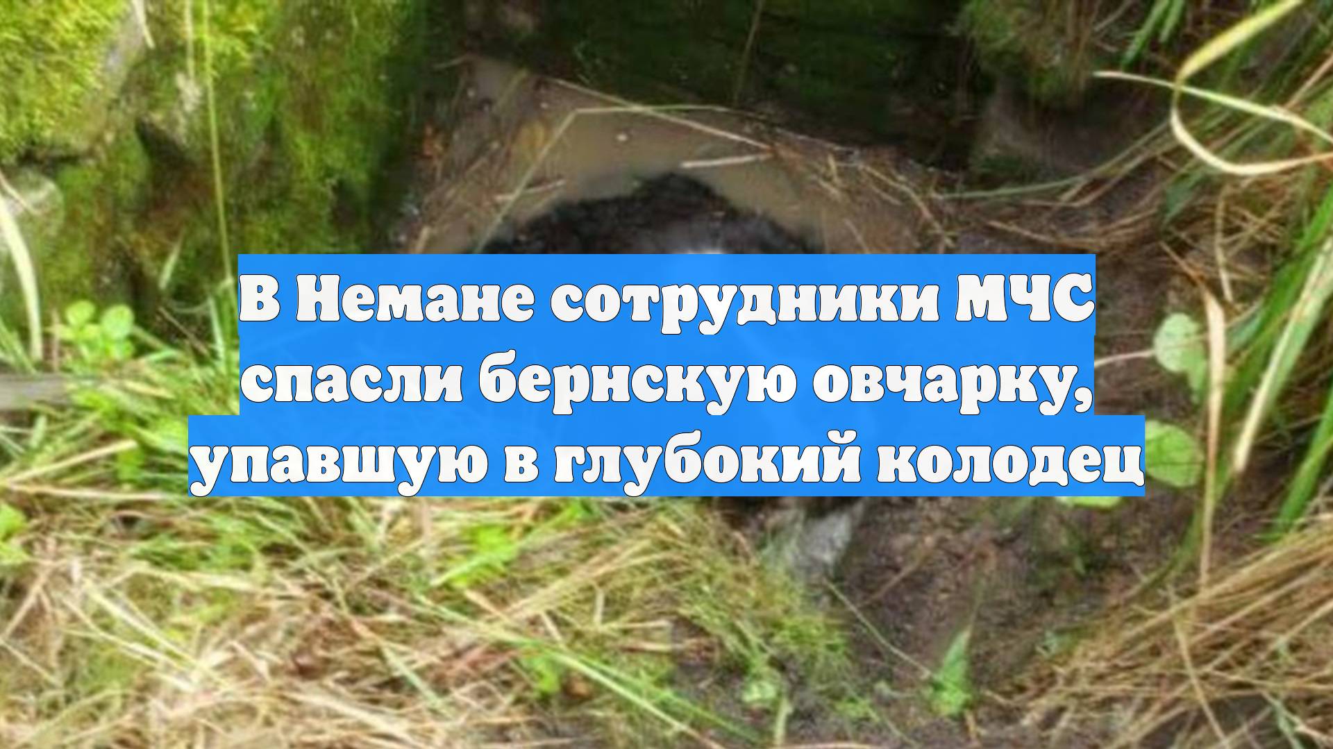 В Немане сотрудники МЧС спасли бернскую овчарку, упавшую в глубокий колодец