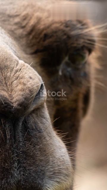 Топ 5 фактов о верблюдах 