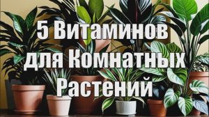 5 Витаминов для Комнатных Растений из Аптечки