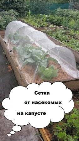 Сетка от насекомых на капусте. Отзыв