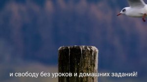 MrBeast отмена школы (перезалив) автор @MrBeast