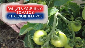 ЗАЩИТА ТОМАТОВ ОТ ХОЛОДНОЙ РОСЫ. ТОМАТЫ НЕПАС - САМЫЕ НЕПРИХОТЛИВЫЕ ДЛЯ ОТКРЫТОГО ГРУНТА,