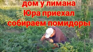 Дом у лимана. Собираем помидоры. Юра приехал. Огородные заботы... Гости из Москвы.