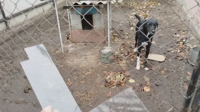 Вход для собаки