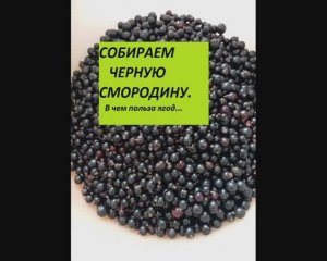 Собираем черную смородину. В чем польза ягод...