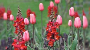 БОГ СЫНА СВОЕГО ПОСЛАЛ. Песни Христиан.