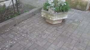 В каждом дворе есть свои больные (27.07.2025)