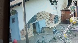 Шерхан Львович продолжает нести службу в МинЗоо, часть 2. Онлайн - фрагменты 26 июля.