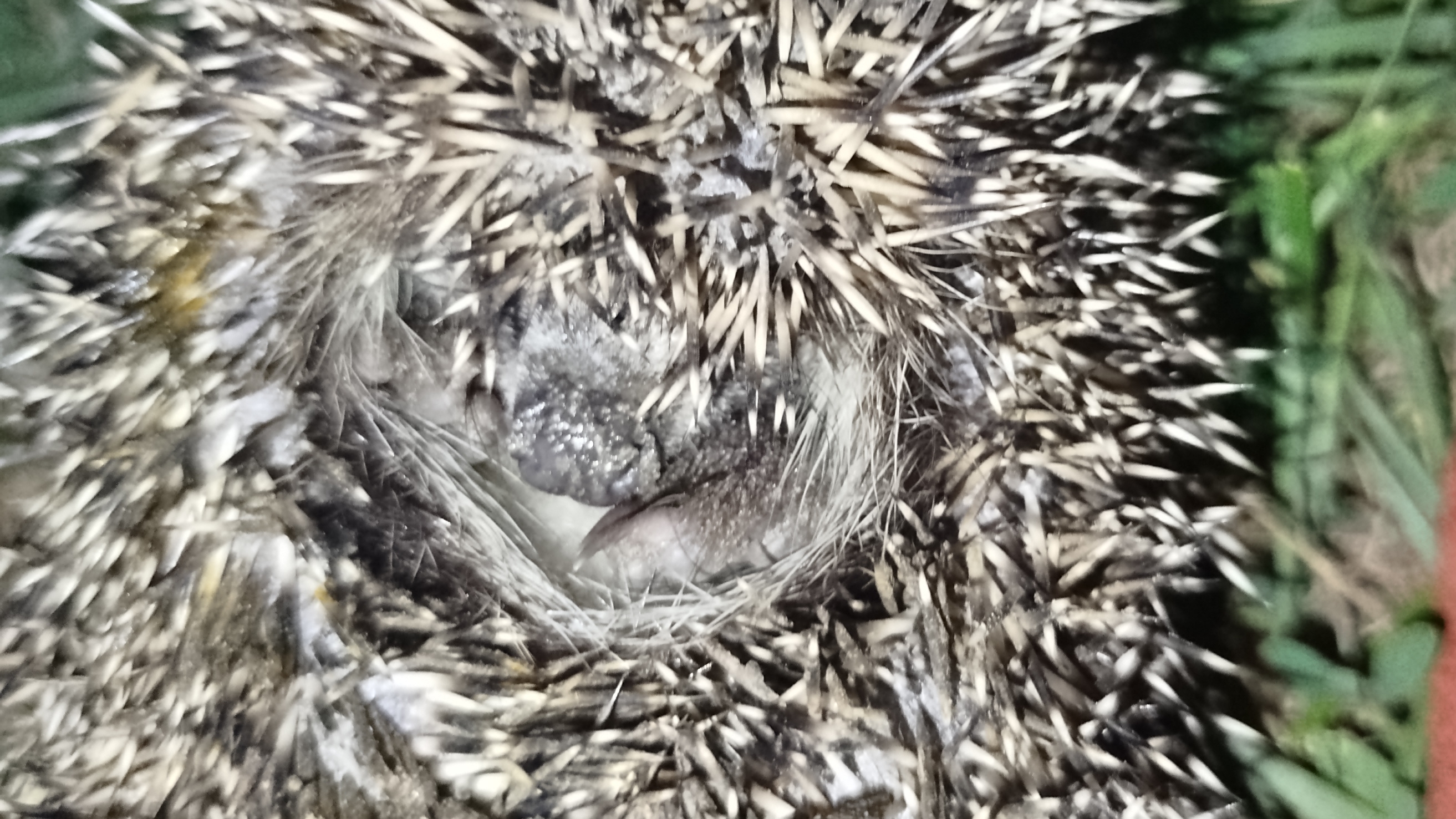 Ночной нарушитель пойман. смотреть онлайн