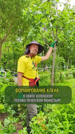 Формирование клёна в Свято-Успенском Псково-Печерском монастыре