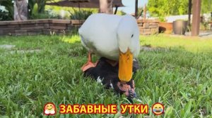 Забавные утки мускусные и пекинские на свободном выгуле со своими друзьями ч.(162) ❣️🤗😂