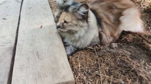 Стряпаю ,встречаем ,едем на праздник .