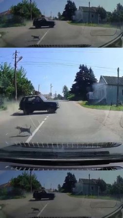 Водитель испугался собак?