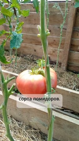 Помидор — (итал. pomidoro, pomo d'oro — золотое яблоко)