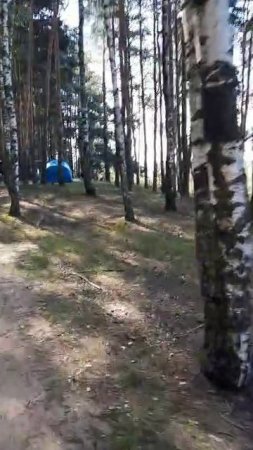 В день ВМФ весь лес занят туристами в Подмосковье жарким днем сегодня