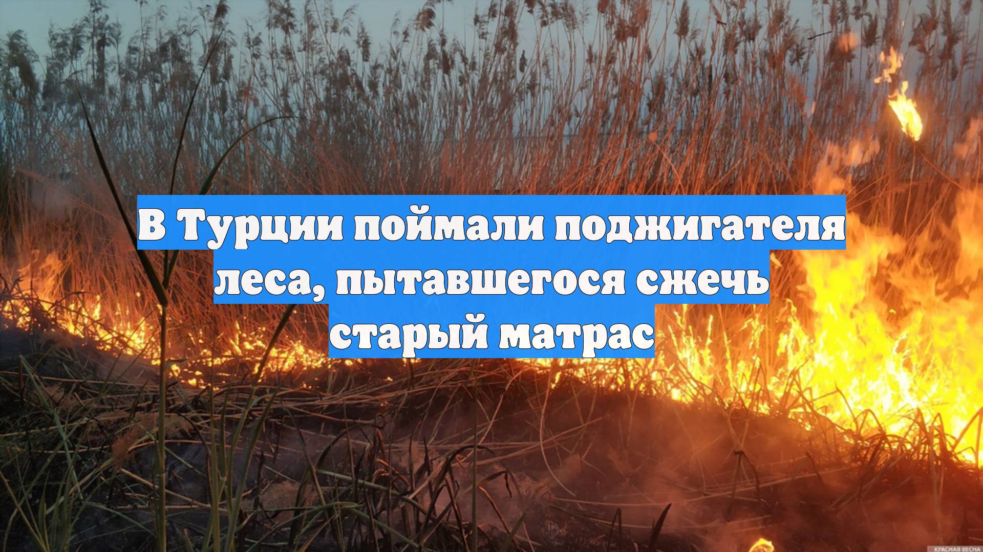 В Турции поймали поджигателя леса, пытавшегося сжечь старый матрас