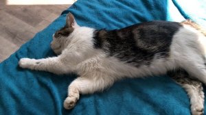Котик баюшки