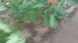 собираю бурые томаты... #томаты#помидоры#урожай#дача