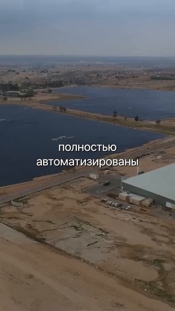 Форель в пустыне? Израиль показывает, что рыбу можно выращивать где угодно. смотреть онлайн