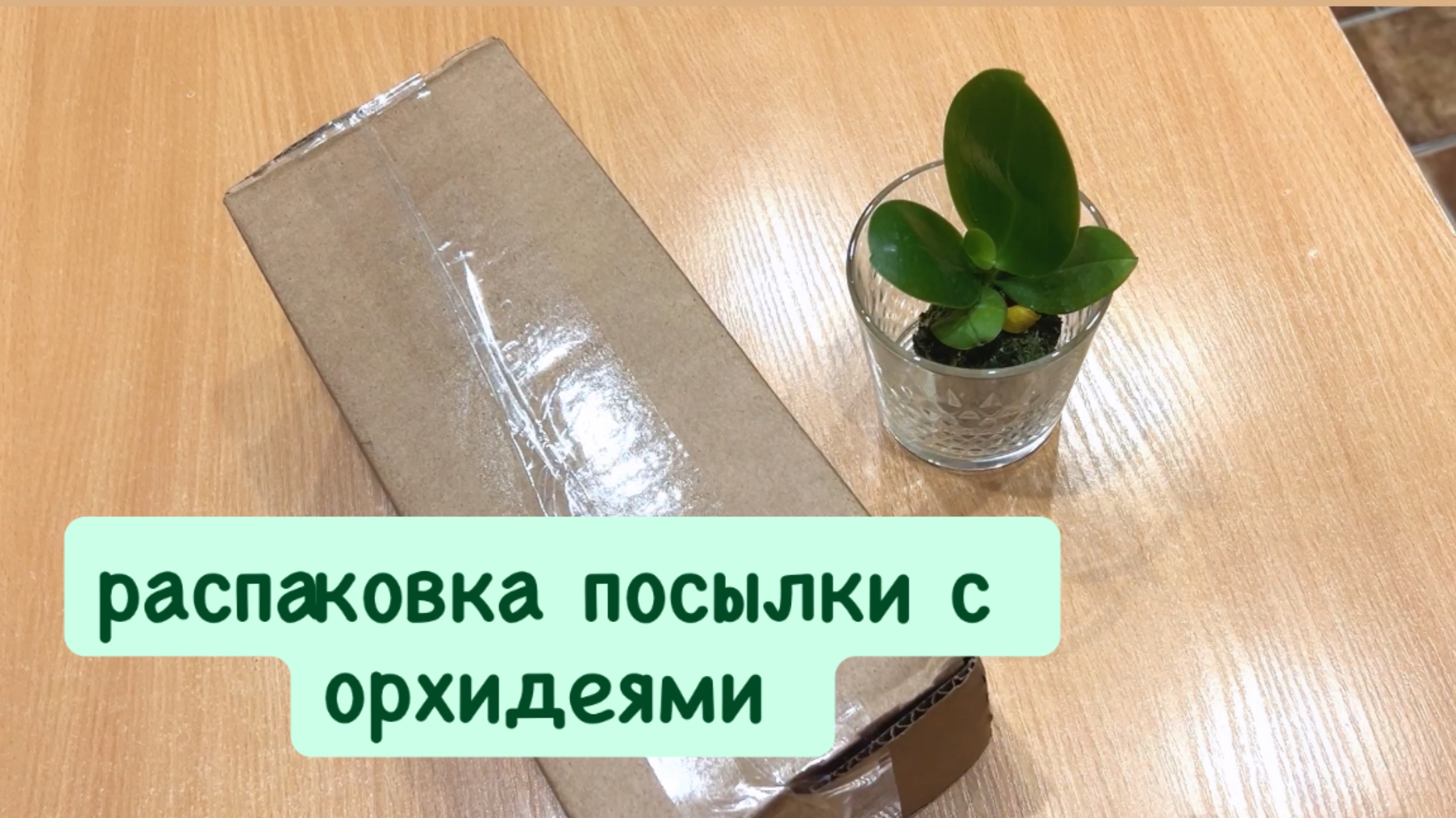🟢ОБЗОР РАСПАКОВКА новой посылки с орхидеями от Пассифлоры #распаковка #passiflora #орхидеиуход