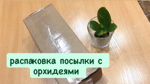 🟢ОБЗОР РАСПАКОВКА новой посылки с орхидеями от Пассифлоры #распаковка #passiflora #орхидеиуход