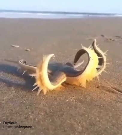 Морская звезда гуляет по пляжу ✨