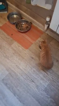 Американский бульдог Jerr и кот Барсик подружились
