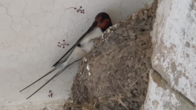 Ласточки: небесные акробаты