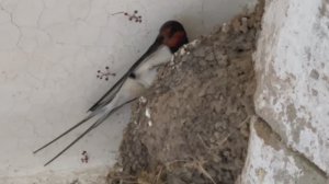 Ласточки: небесные акробаты